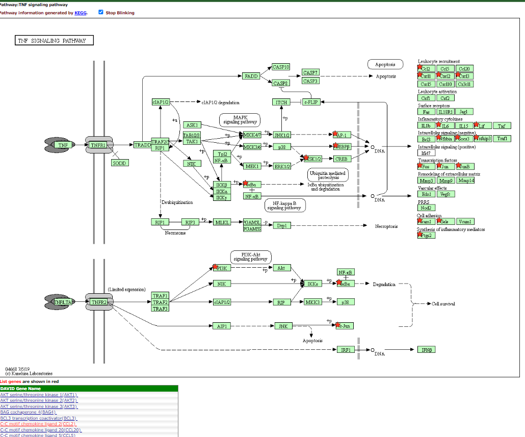 TNF Signalling Pathway